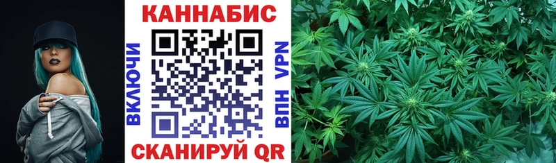Конопля сатива  Старая Русса 
